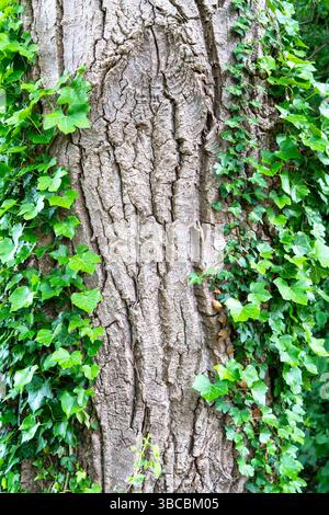 Écorce d'arbre rugueuse bordée de feuilles de lierre vertes abstraites en gros plan Banque D'Images