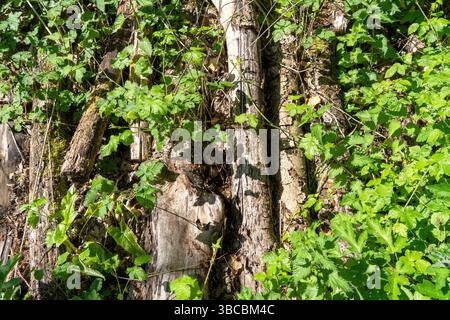 Grumes de bois pourries dans les sous-bois Banque D'Images
