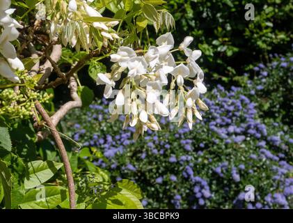 Wisteria sinensis blanca blanche en pleine fleur avec ceanothus thyrsiflorus bleu vif derrière. Banque D'Images