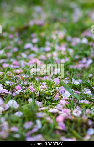 Un bouquet vibrant de fleurs roses délicates est doucement couché sur l'herbe douce et verte, créant une belle scène dans natures embrasser Banque D'Images