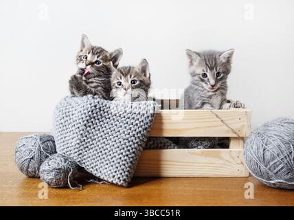 Trois petits chatons tabby mignons assis dans une boîte en bois. Banque D'Images
