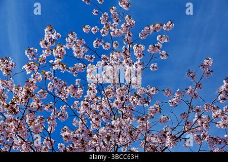 Les délicates fleurs de cerisier roses en pleine floraison créent un contraste saisissant contre un ciel bleu clair et éclatant, capturant la beauté éphémère de l'esprit printanier Banque D'Images