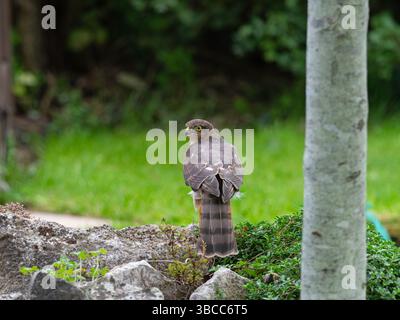 Eurasian sparrowhawk Accipiter nisus juvénile mâle avec proie, sur une rocaille de jardin, Ringwood, Hampshire, Angleterre, Royaume-Uni, septembre 2020 Banque D'Images