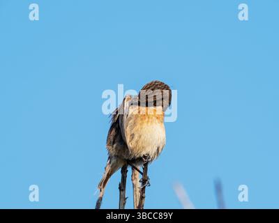 Femelle Saxicola torquata en pierre commune perchée sur une brindille morte, réserve naturelle de Hengistbury Head, Dorset, Angleterre, Royaume-Uni, mars 2023 Banque D'Images