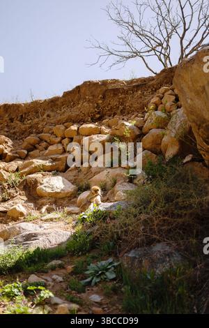 Macaque barbaresque sauvage perché sur les falaises rocheuses près de Setti Fatma dans la vallée de l'Ourika, au Maroc Banque D'Images