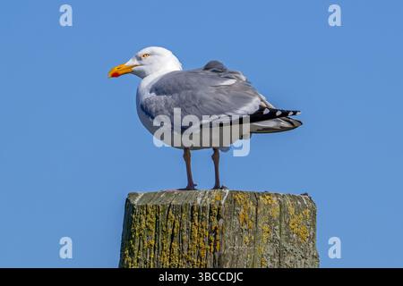Goéland argenté d'Europe (Larus argentatus) mouette adulte perchée sur un poste d'amarrage en bois dans le port le long de la côte de la mer du Nord au printemps Banque D'Images