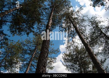 Imposants troncs de pin et aiguilles vertes s'étirant vers le ciel. Banque D'Images