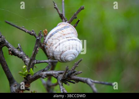 Moment naturel montrant l'interaction entre la faune et la plante. Banque D'Images