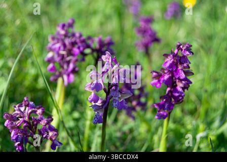 Délicate orchidée violette avec des ailes vertes veinées debout dans de hautes herbes Banque D'Images