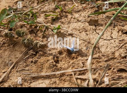 Insecte délicat sur un fond de sol dur et aride. Banque D'Images