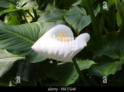 Lily du Cap Arum, Lily de Calla ou Lily d'Arum, Zantedeschia aethiopica, Araceae. Afrique australe. Banque D'Images