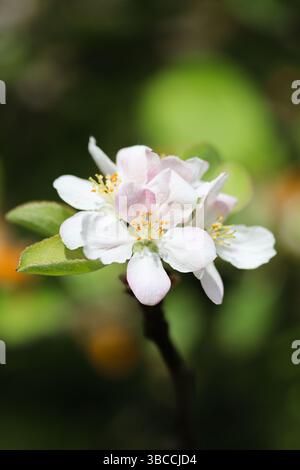 Fleur de pomme brillante dans la lumière du soleil printanière Banque D'Images