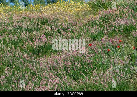 Coquelicot rouge parmi les fleurs violettes de prairie printanière Banque D'Images