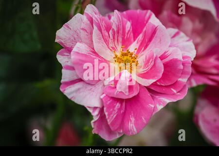 Londres, Royaume-Uni. 19 mai 2025. 'The King's Rose', une rose arbuste anglaise, récemment dévoilée chez David Austin Roses et élevée en collaboration avec la King's Foundation. « The King's Rose » au Chelsea Flower Show en l'honneur du roi Charles RHS Chelsea Flower Show la journée de presse voit fleuristes, designers, célébrités et invités explorer et se mêler aux nombreux jardins et expositions florales du célèbre salon horticole. Crédit : Imageplotter/Alamy Live News Banque D'Images