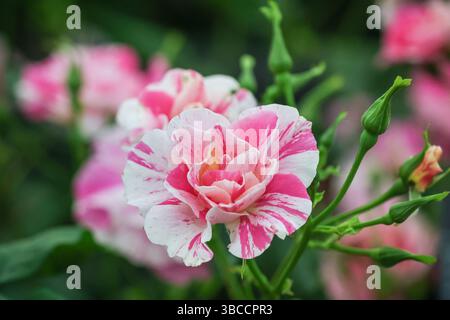 Londres, Royaume-Uni. 19 mai 2025. 'The King's Rose', une rose arbuste anglaise, récemment dévoilée chez David Austin Roses et élevée en collaboration avec la King's Foundation. « The King's Rose » au Chelsea Flower Show en l'honneur du roi Charles RHS Chelsea Flower Show la journée de presse voit fleuristes, designers, célébrités et invités explorer et se mêler aux nombreux jardins et expositions florales du célèbre salon horticole. Crédit : Imageplotter/Alamy Live News Banque D'Images