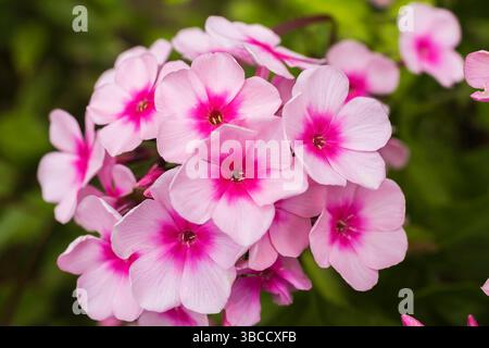 Gros plan de Phlox paniculata 'Becky Towe' - jardin Phlox fleurs en été. Banque D'Images