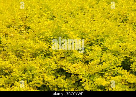 Berberis thunbergii 'Aurea' - arbuste japonais de Barberry au printemps. Banque D'Images