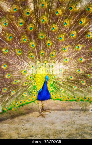 Paon mâle affichant des plumes de queue colorées avec plumage bleu irisé et vert, motifs distinctifs de points oculaires.Jardim Botânico da Ajuda, Lisbonne Banque D'Images