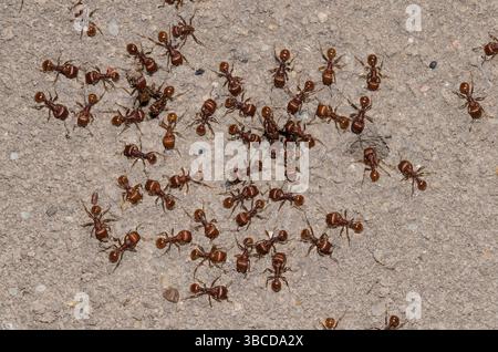 Les fourmis moissonneuses rouge, Pogonomyrmex barbatus, à l'entrée du nid Banque D'Images