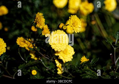 Chrysanthemum × morifolium (également connu aux États-Unis sous le nom de marguerite de fleuriste et maman de jardin rustique) est une espèce hybride de plante vivace. Banque D'Images