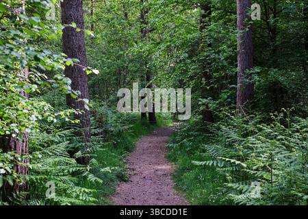 Une photo d'une scène boisée montrant un chemin forestier à travers les arbres capture un moment accueillant et serein dans la nature. La traînée couverte de saleté ou de mousse w Banque D'Images
