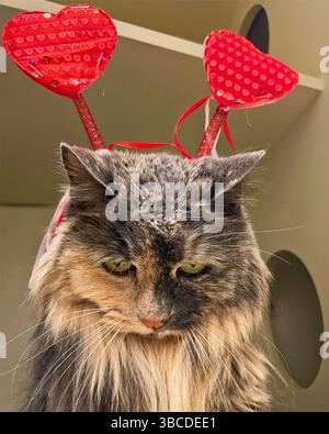 San Francisco, Californie, États-Unis – 5 février 2025 : un chat à poil long porte un bandeau à antenne cœur rouge lors d'un événement d'enrichissement thématique Banque D'Images