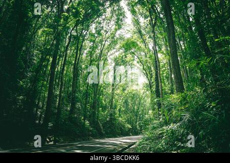 Chemin mystique à travers la forêt d'acajou artificielle de Bohol, Philippines Banque D'Images