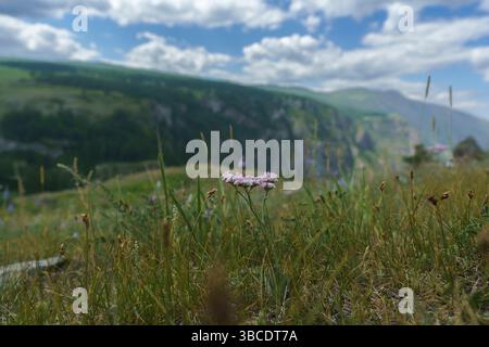 Une fleur solitaire poussant à flanc de montagne, un panorama d'été de l'Altaï, une journée ensoleillée avec des nuages dans le ciel Banque D'Images