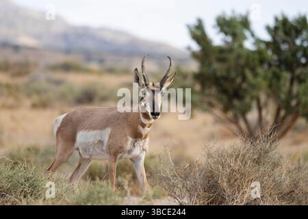 Pronghorn buck dans l'Utah West Desert Banque D'Images
