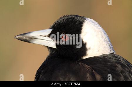 Gros plan portrait d'un oiseau magpie australien sur fond brun Banque D'Images