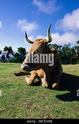 Vache brune avec des cornes reposant paisiblement sur une colline herbeuse sous un ciel bleu Banque D'Images
