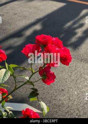 Roses rouges éclatantes illuminées par la lumière du soleil avec des ombres sur le trottoir Banque D'Images