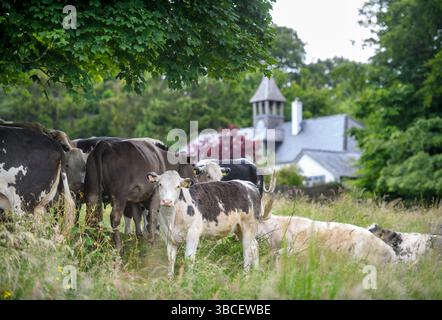 Bovins sur Minchinhampton Common, Gloucestershire Royaume-Uni. Banque D'Images