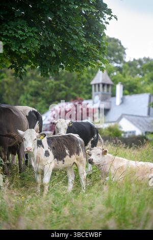 Bovins sur Minchinhampton Common, Gloucestershire Royaume-Uni. Banque D'Images