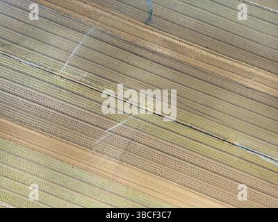 20 mai 2025, Hesse, Francfort-sur-le-main : les champs de laitue sont arrosés à l'aide d'énormes systèmes d'arrosage. Le manque de précipitations pendant des semaines pose des problèmes à l'agriculture dans de grandes parties de l'Allemagne. Photo : Boris Roessler/dpa Banque D'Images