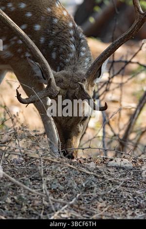 Chital ou Cheetal ou cerf tacheté (axe de l'axe) pâturant dans l'herbe séchée et les arbres typiques du parc national Ranthambore Banque D'Images