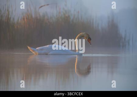 Un cygne muet flotte gracieusement sur un lac brumeux dans la lumière tôt le matin. Scène sauvage tranquille avec brouillard, réflexion et atmosphère naturelle sereine. Banque D'Images