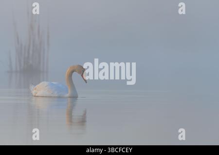 Un cygne muet flotte gracieusement sur un lac brumeux dans la lumière tôt le matin. Scène sauvage tranquille avec brouillard, réflexion et atmosphère naturelle sereine. Banque D'Images