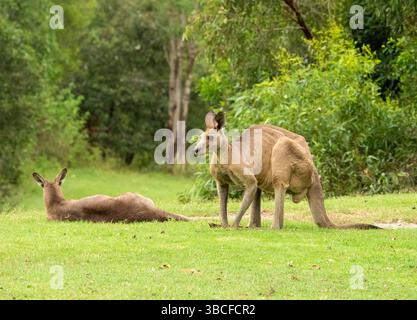 Paire de kangourou gris de l'est, Macropus giganteus à l'état sauvage, grand mâle aux oreilles piquées en alerte dans le Queensland, en Australie. Banque D'Images