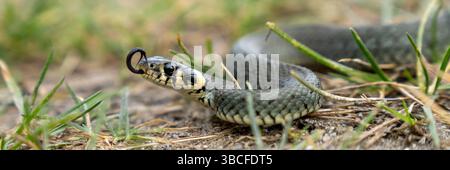 Grass Snake se réchauffe au soleil un jour de printemps Banque D'Images