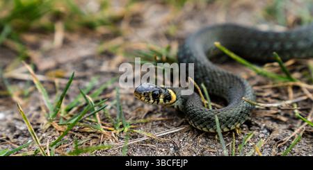Grass Snake se réchauffe au soleil un jour de printemps Banque D'Images