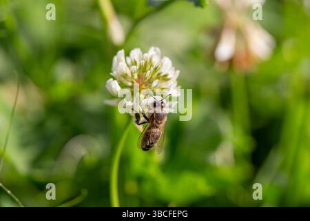 Gros plan d'une abeille collectant du nectar d'une fleur de trèfle blanc en fleurs. Entouré de verdure douce et d'autres fleurs, la scène c Banque D'Images