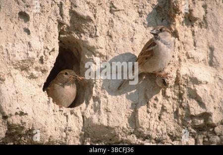 Moineaux domestiques (passer domesticus), couple, reproduction en pente de sable, Israël, Asie Banque D'Images