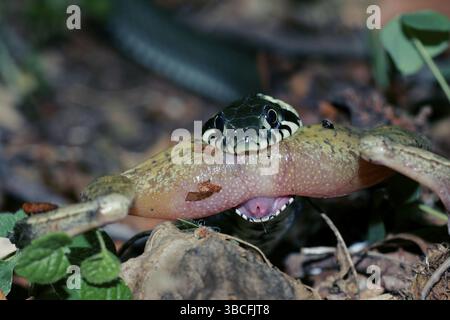 Serpent d'herbe mangeant grenouille agile, Mecklembourg-Poméranie occidentale, serpent d'herbe (Natrix natrix) mangeant grenouille agile (Rana dalmatina) Mecklembourg-Poméranie occidentale, G. Banque D'Images