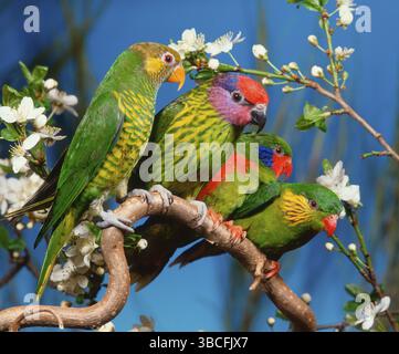 Le lorikeet de Meyer, le lorikeet de Goldie et les lorikeets à flanc rouge (Trichoglossus flavoviridis meyeri) (Trichoglossus goldiei) (Glossopsitta goldiei) (Cha Banque D'Images