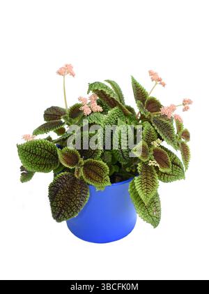 La plante d'amitié Pilea involucrata plante d'intérieur en pot de fleurs bleu isolé sur fond blanc Banque D'Images