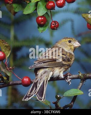 canari atlantique (Serinus canaria) (Serinus canarius), canari sauvage Banque D'Images