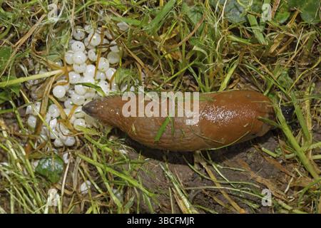 Limace rouge (Arion rufus), œufs Banque D'Images