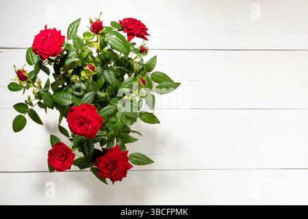 Des roses rouges vibrantes disposées dans un pot vert sont placées sur une surface en bois blanc, mettant en valeur leurs feuilles vertes luxuriantes et leurs bourgeons délicats, illuminés par s. Banque D'Images