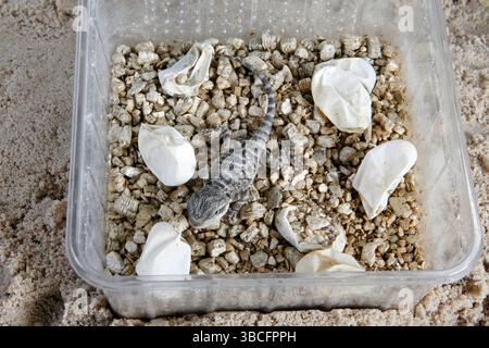 Jeune dragon barbu et coquilles d'œufs (Pogona vitticeps), agamides, terrarium Banque D'Images